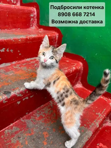 Передержка для найденного котенка в Иркутске - Морские свинки в Иркутск