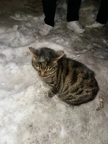 Найдена кошка в районе Верхней Набережной - Морские свинки в Иркутск