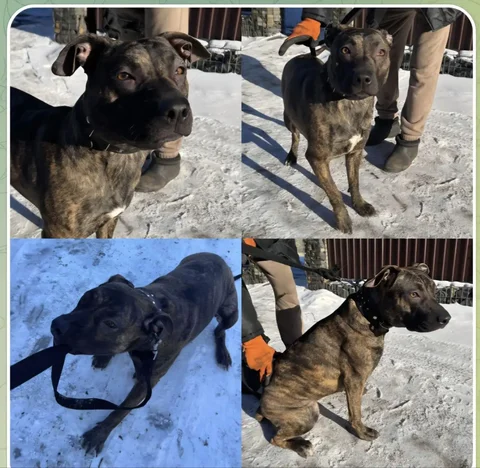 Потеряшка в Иркутске - Морские свинки в Иркутск