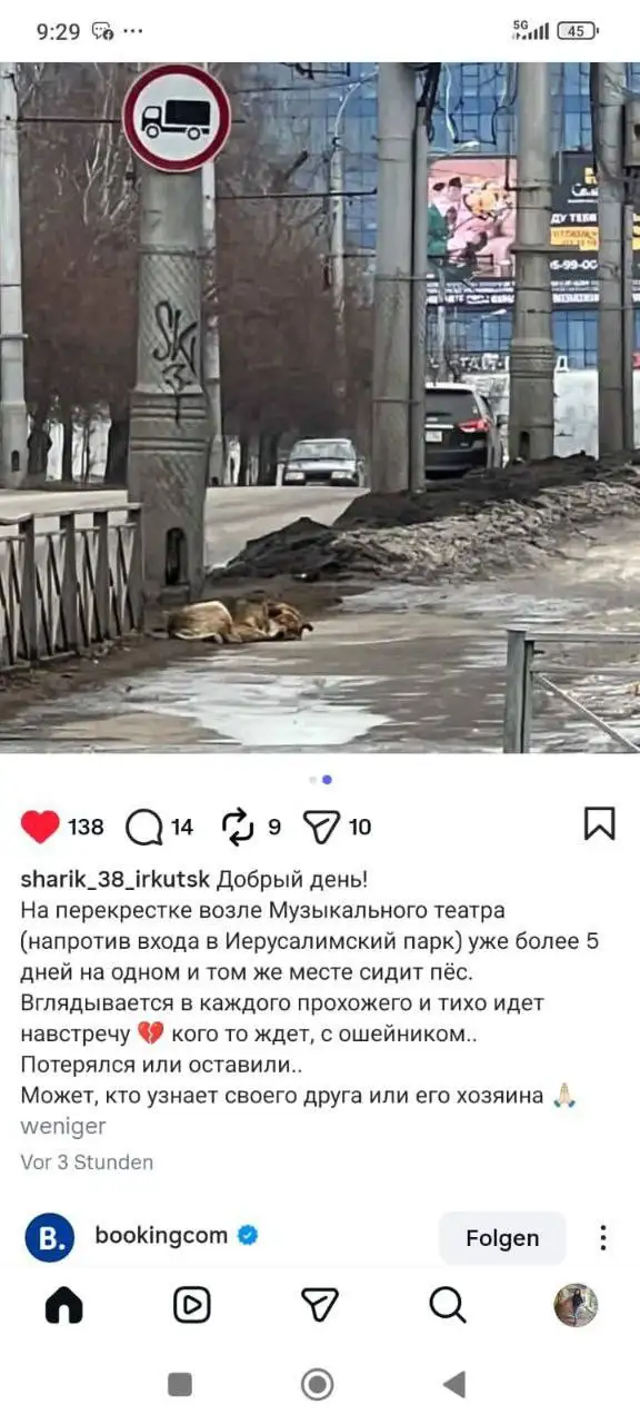 Потеряшка Иркутск Животные - Потерянные/найденные животные (Животные) в Иркутск