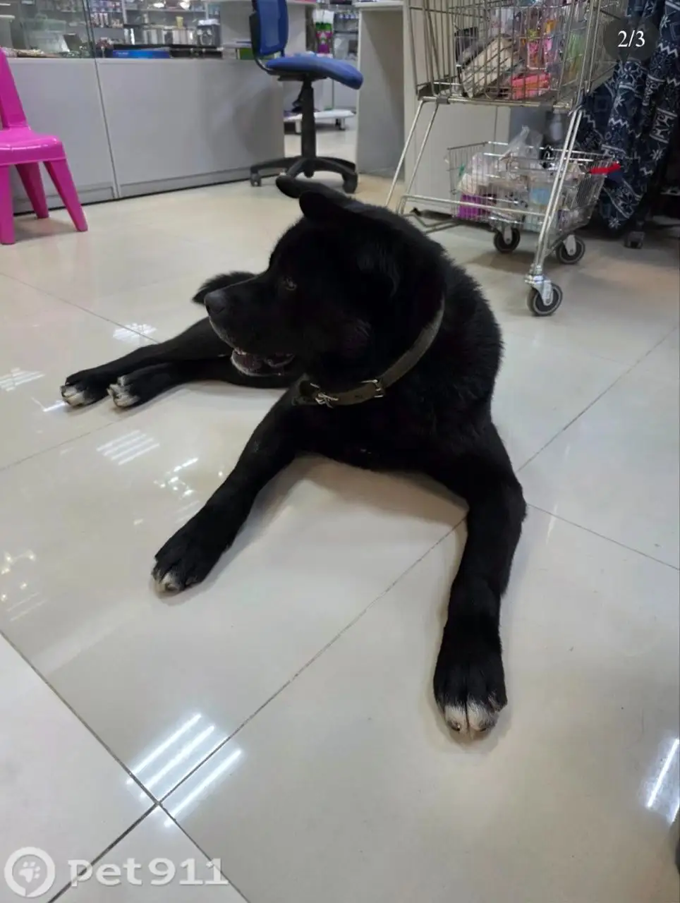 Пёс нуждается в передержке в Иркутске - Передержка (Животные) в Иркутск