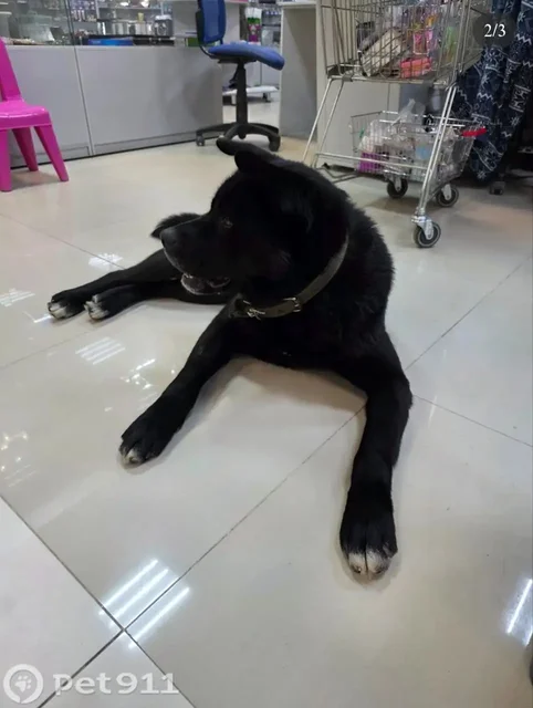 Пёс нуждается в передержке в Иркутске - Морские свинки в Иркутск