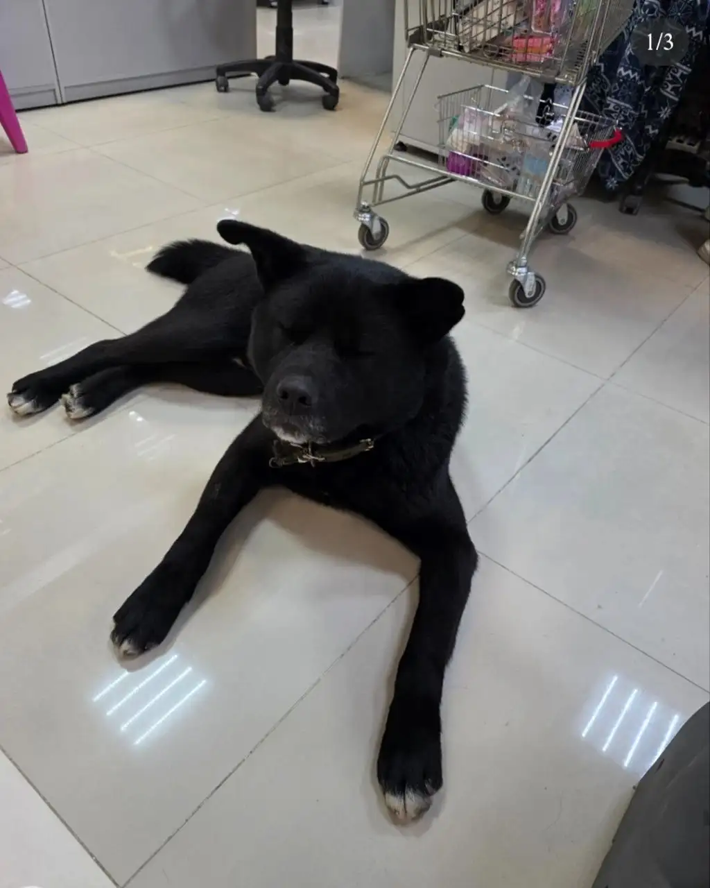 Пёс нуждается в передержке в Иркутске - Передержка (Животные) в Иркутск