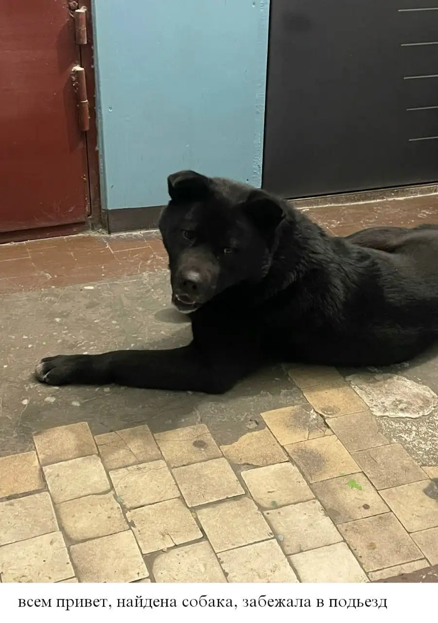 Пёс нуждается в передержке в Иркутске - Передержка (Животные) в Иркутск