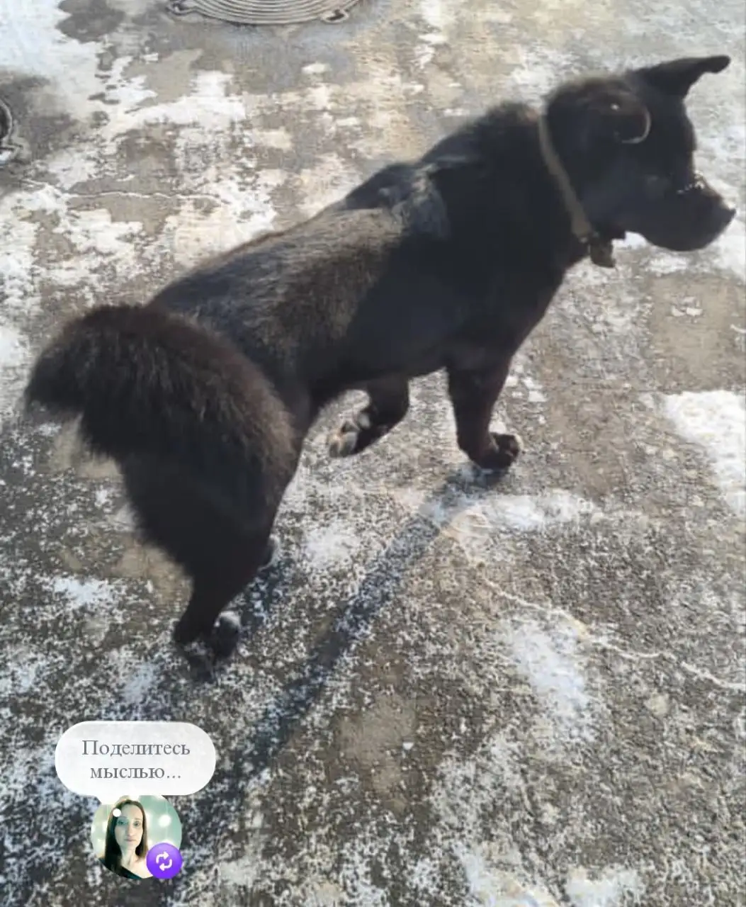 Пёс нуждается в передержке в Иркутске - Передержка (Животные) в Иркутск