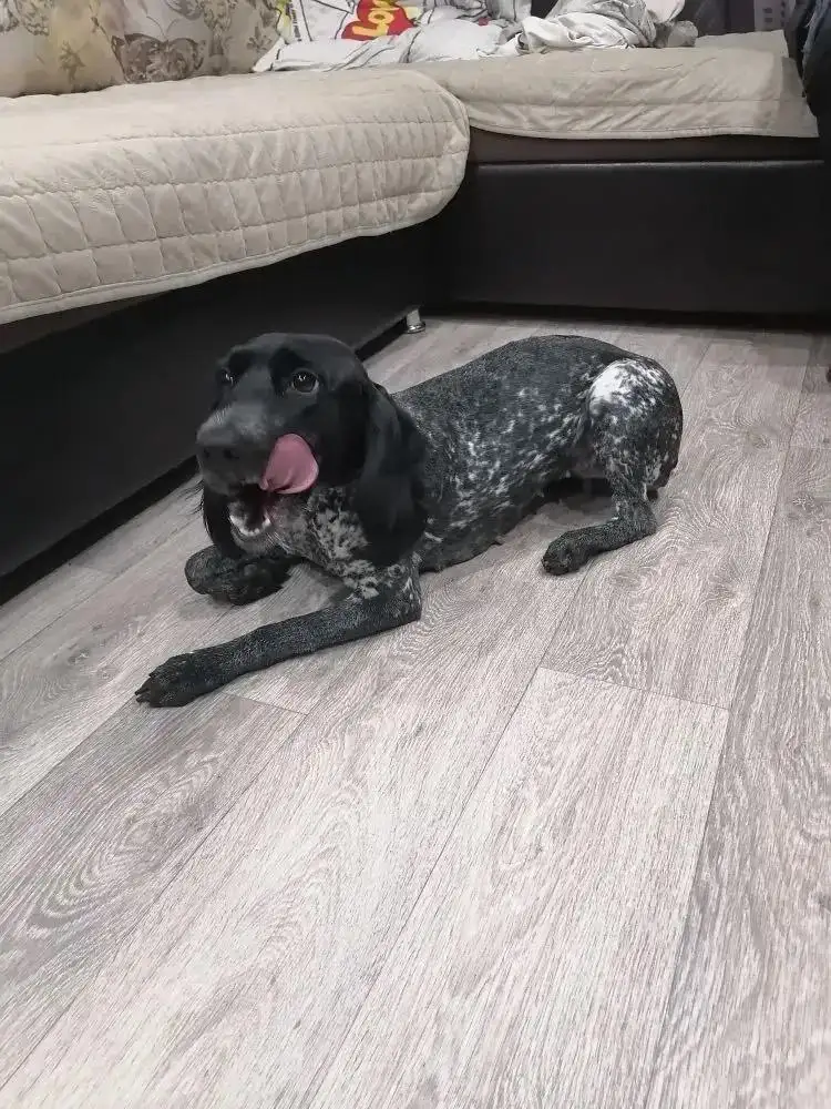 Потерялась собака в Усолье на улице Сеченова - Потерянные животные (Животные) в Усолье-Сибирское