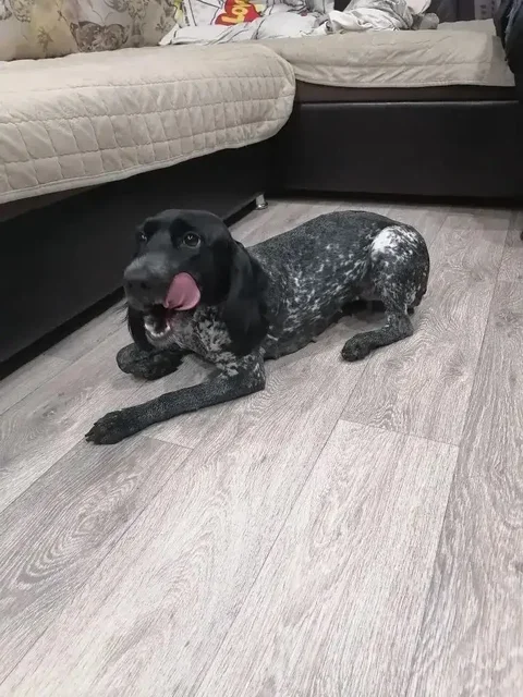 Потерялась собака в Усолье на улице Сеченова - частное объявление в Усолье-Сибирское