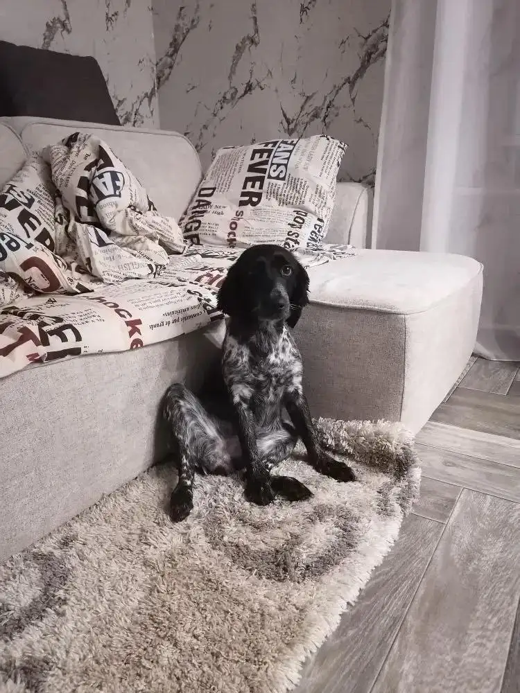 Потерялась собака в Усолье на улице Сеченова - Потерянные животные (Животные) в Усолье-Сибирское