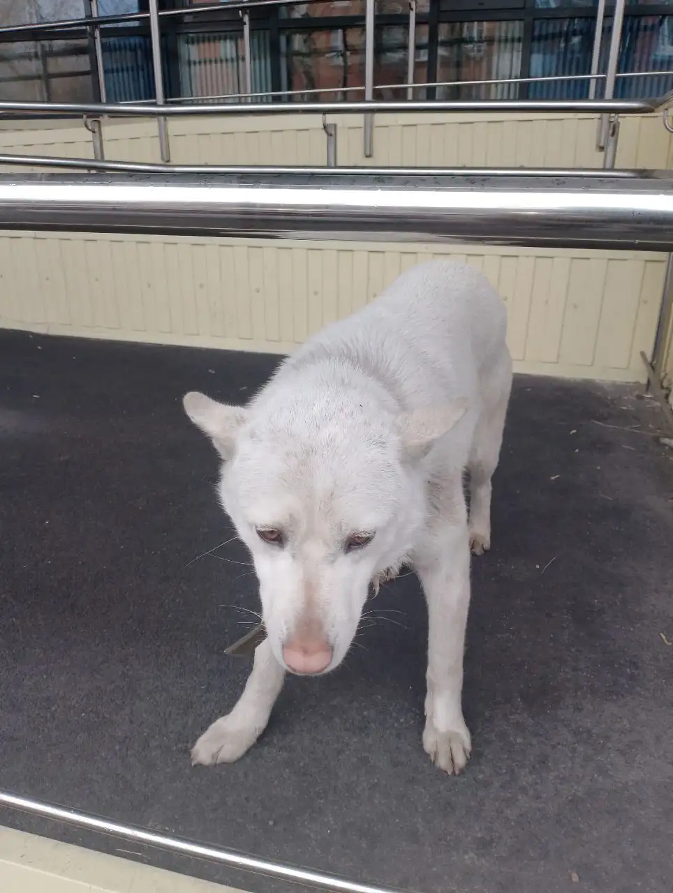 Потерянная собака в районе Маршала Конева - Собаки (Животные) в Иркутск