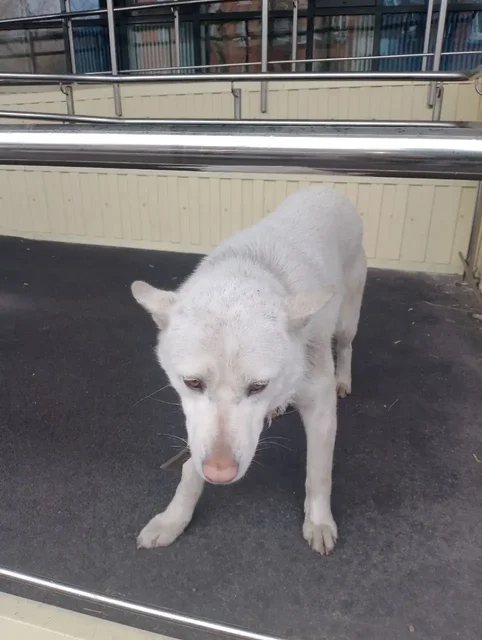 Потерянная собака в районе Маршала Конева - Собаки в Иркутск