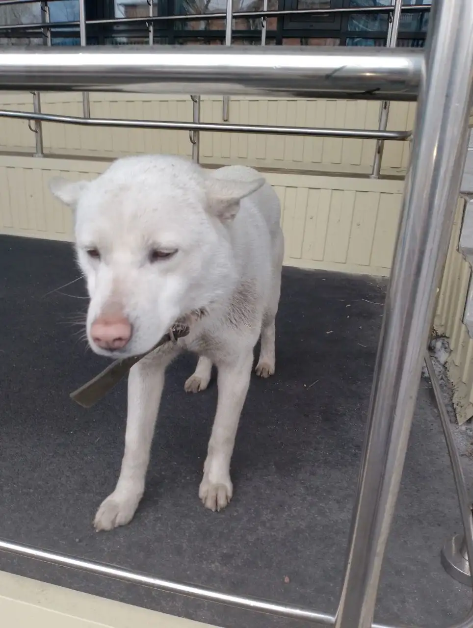 Потерянная собака в районе Маршала Конева - Собаки (Животные) в Иркутск