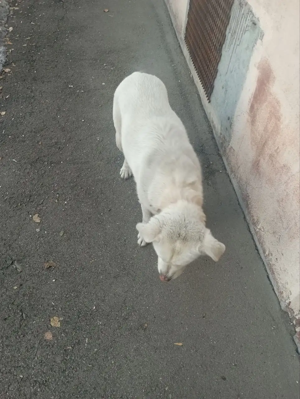 Потерянная собака в районе Маршала Конева - Собаки (Животные) в Иркутск