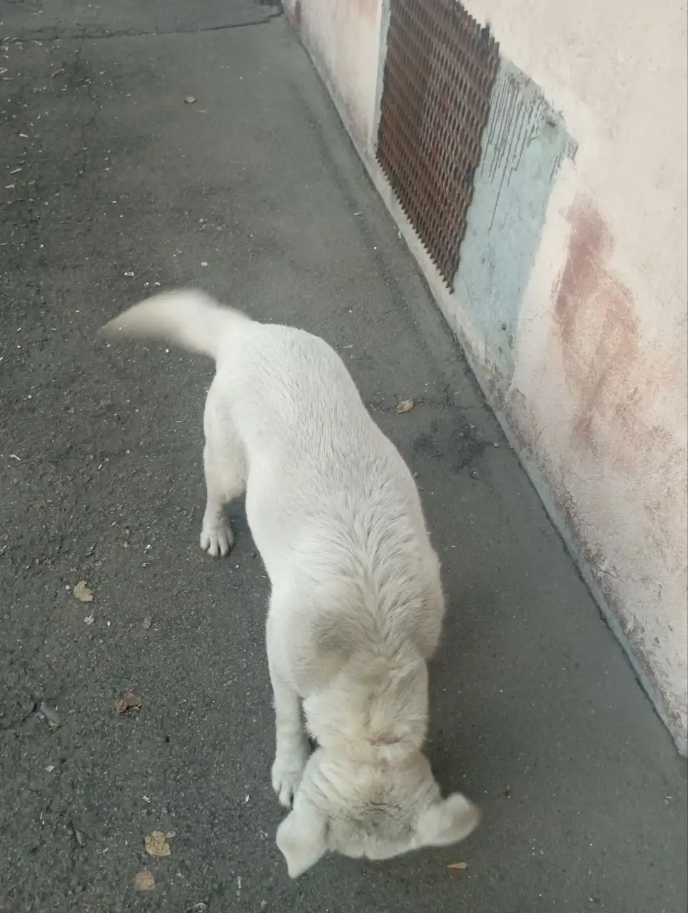 Потерянная собака в районе Маршала Конева - Собаки (Животные) в Иркутск