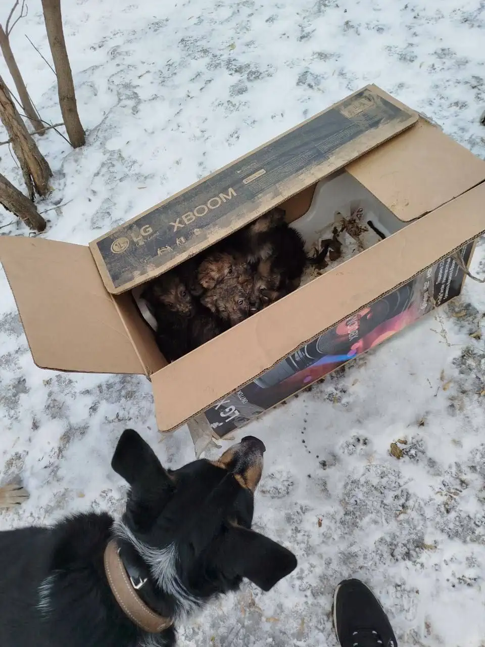 Срочно! Нужна помощь с 8 щенками на улице - Собаки (Животные) в Иркутск