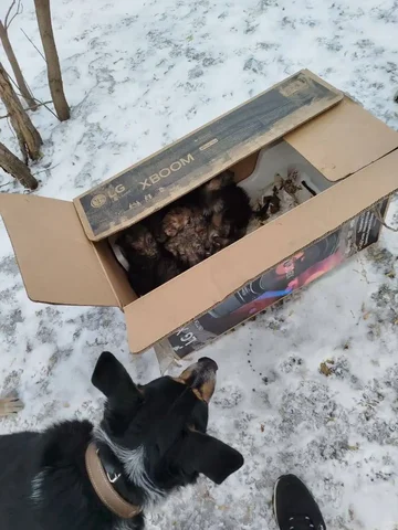 Срочно! Нужна помощь с 8 щенками на улице - Морские свинки в Иркутск