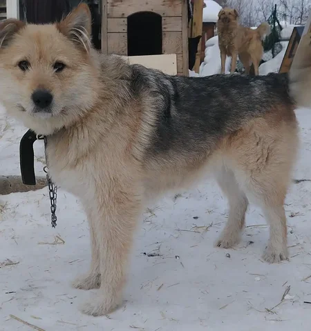 Пропала собака Пальма в районе Оека, Галки, Хомутово - Приют в Иркутск