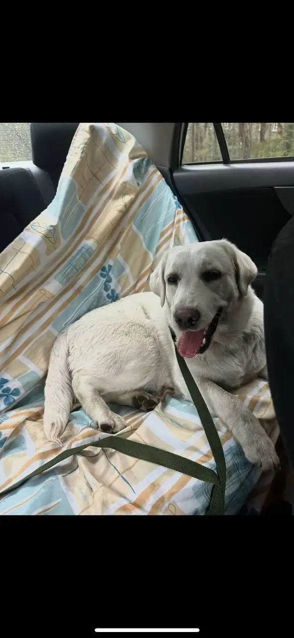 Потерялась девочка лбрадор палевого окраса - Потерянные животные (Животные) в Шелехов