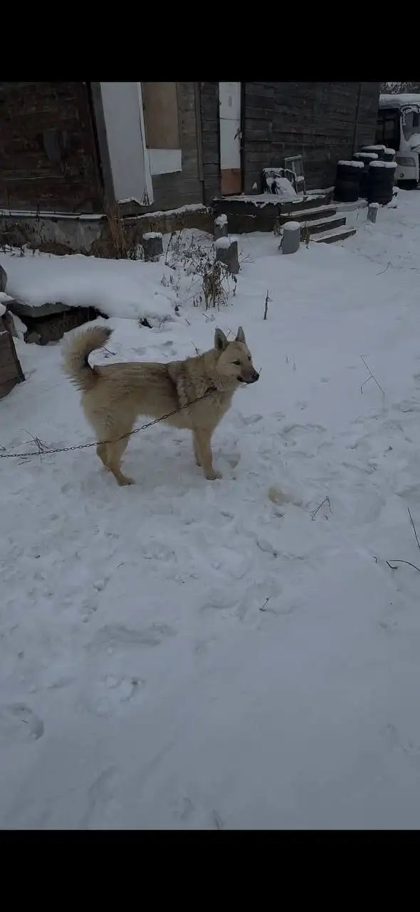 Потерялся пёс Рич в Иркутске - Собаки (Животные) в Иркутск