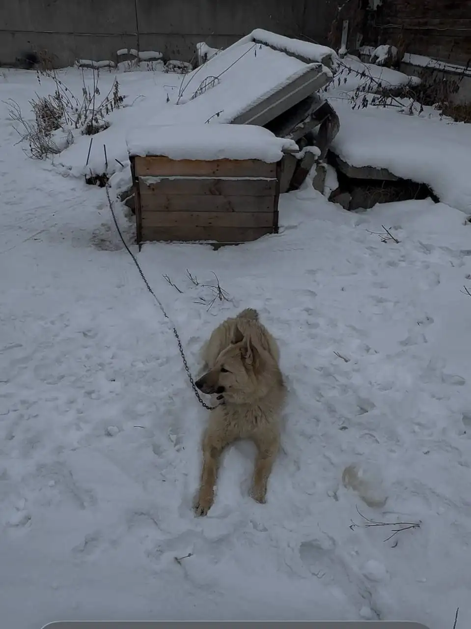 Потерялся пёс Рич в Иркутске - Собаки (Животные) в Иркутск