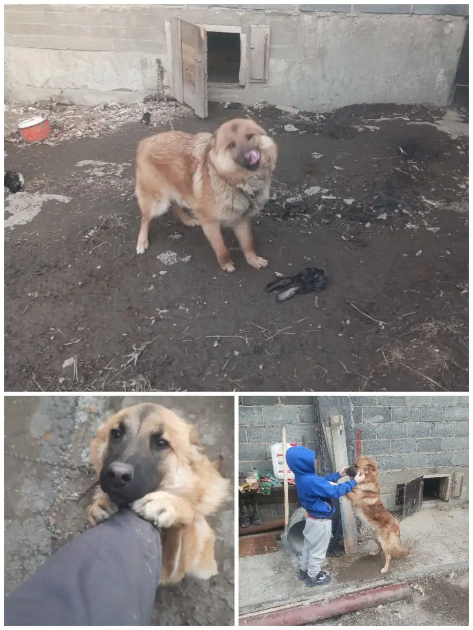 Пропала собака по кличке Бакс в районе 5-го Советского переулка - Потерянные животные (Животные) в Иркутск