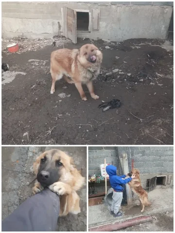 Пропала собака по кличке Бакс в районе 5-го Советского переулка - Кошка в Иркутск