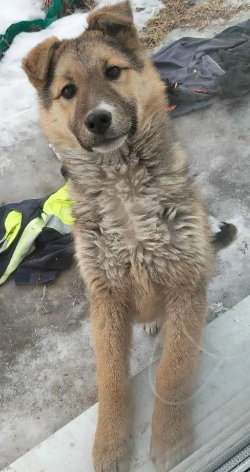 Пропал пес в Грановщине - Животные в Иркутск