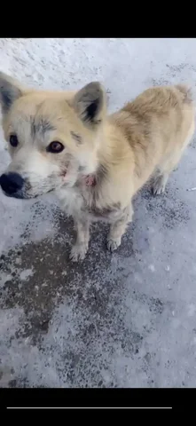 ПОТЕРЯШКА ИРКУТСК ЖИВОТНЫЕ - Приют в Иркутск