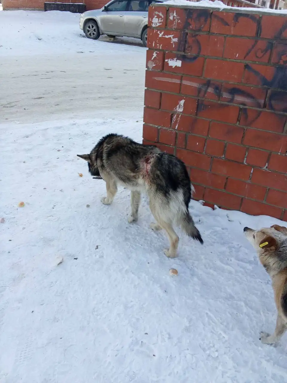 Потеряшка в Иркутске - Животные в Иркутск