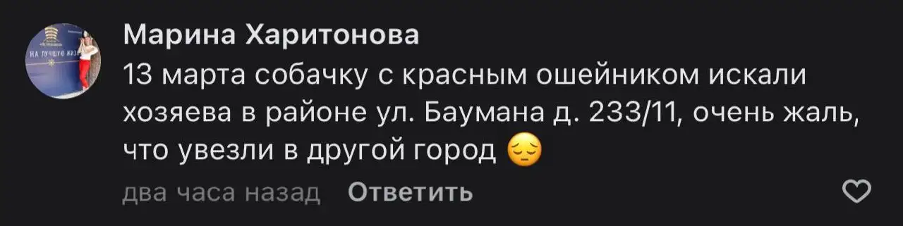 Потерявшаяся собака в Иркутске - Животные в Иркутск