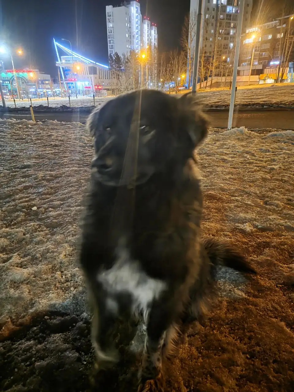 Потеряшка в Иркутске - Животные в Иркутск