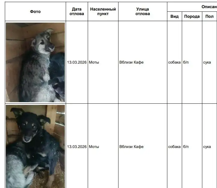 Найдены собаки в приюте Усолье - Животные в Усолье