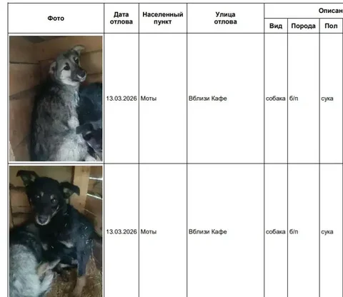 Найдены собаки в приюте Усолье - частное объявление в Усолье