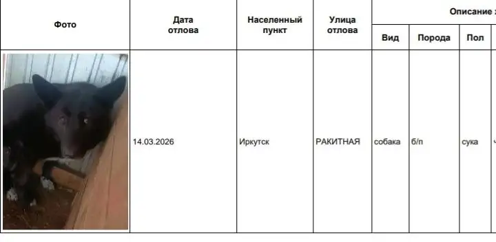 Найдены собаки в приюте Усолье - Животные в Иркутск