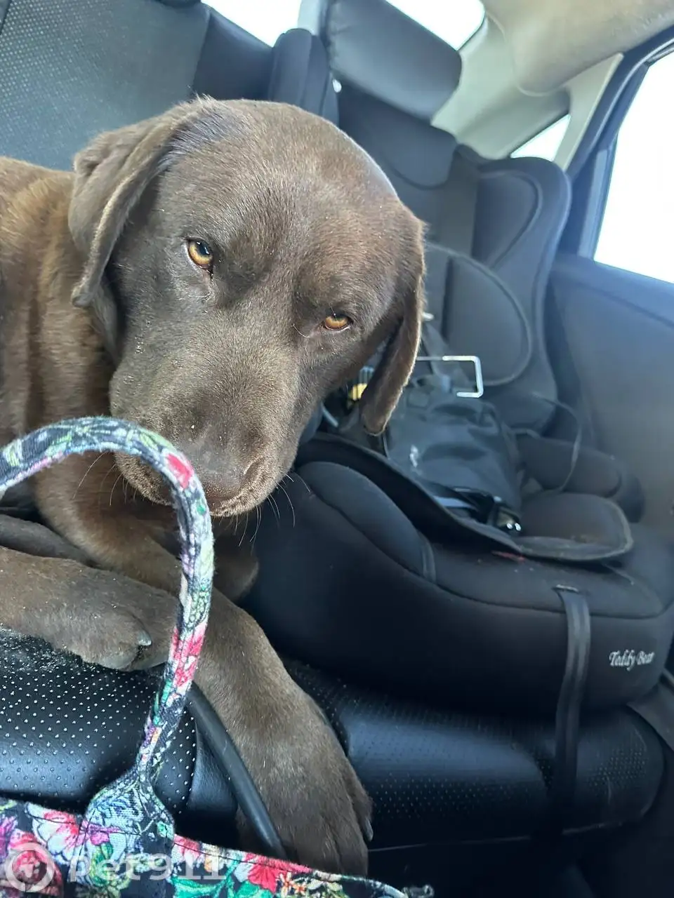 Найден лабрадор шоколадного цвета - Собаки (Животные) в Хомутово