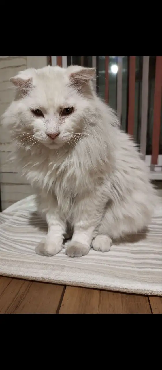 Потерялся белый кот породы курильский бобтейл в Усолье-Сибирском - Животные в Усолье-Сибирское