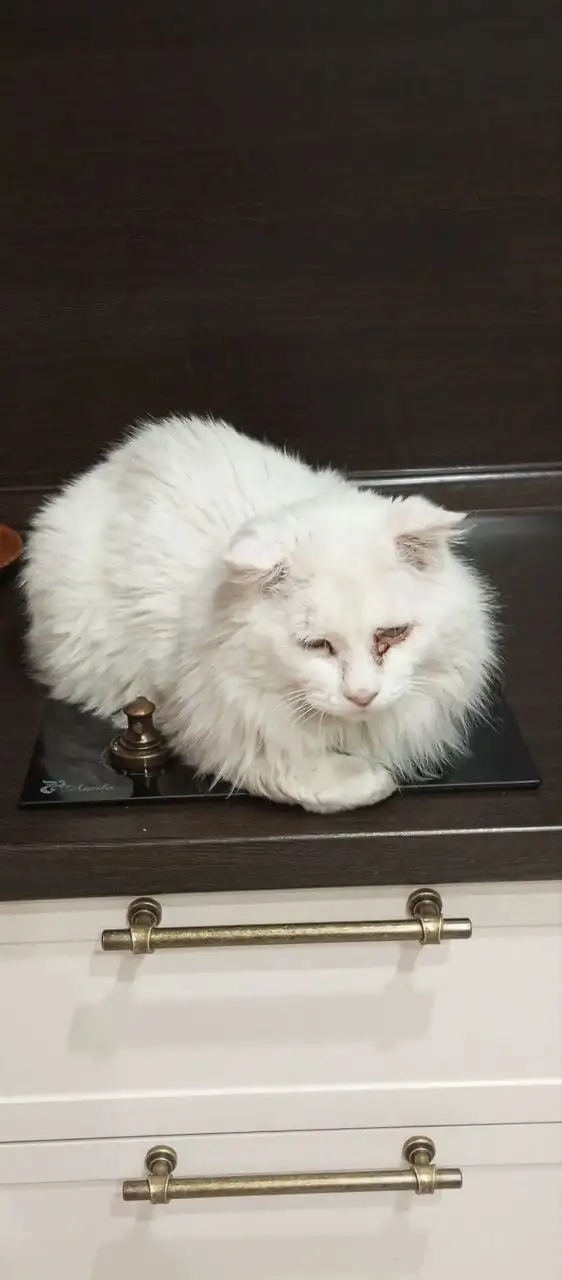Потерялся белый кот породы курильский бобтейл в Усолье-Сибирском - Животные в Усолье-Сибирское