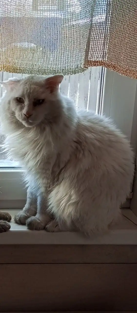 Потерялся белый кот породы курильский бобтейл в Усолье-Сибирском - Животные в Усолье-Сибирское