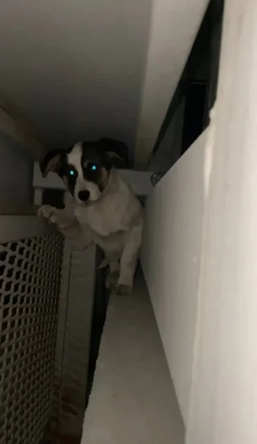 Найден щенок в Иркутске - Приют в Иркутск