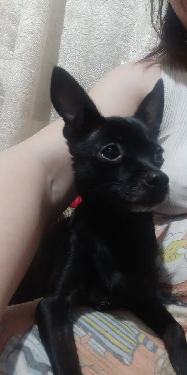 Потерялась собака той-терьер в Ангарске - Потерянные животные (Животные) в Ангарск