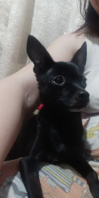 Потерялась собака той-терьер в Ангарске - частное объявление в Ангарск