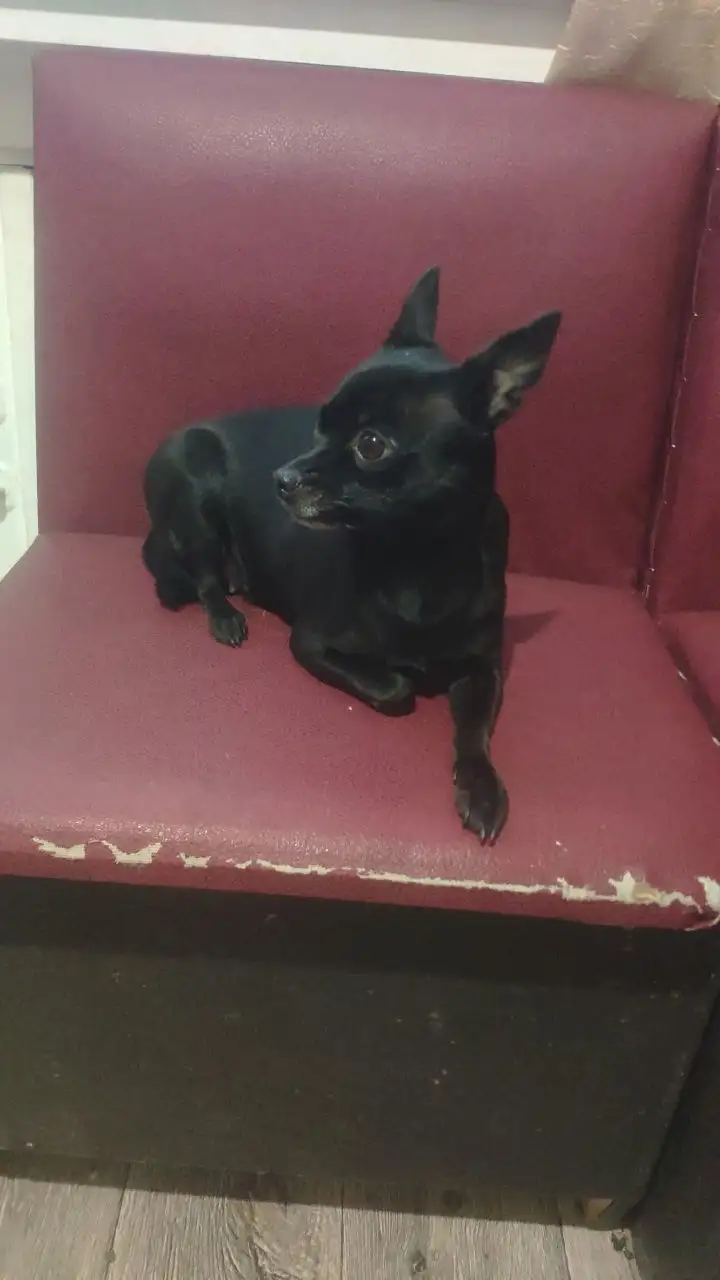 Потерялась собака той-терьер в Ангарске - Потерянные животные (Животные) в Ангарск