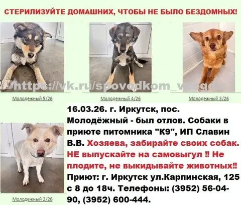Отлов собак в Иркутске, пос. Молодёжный - Приют в Иркутск