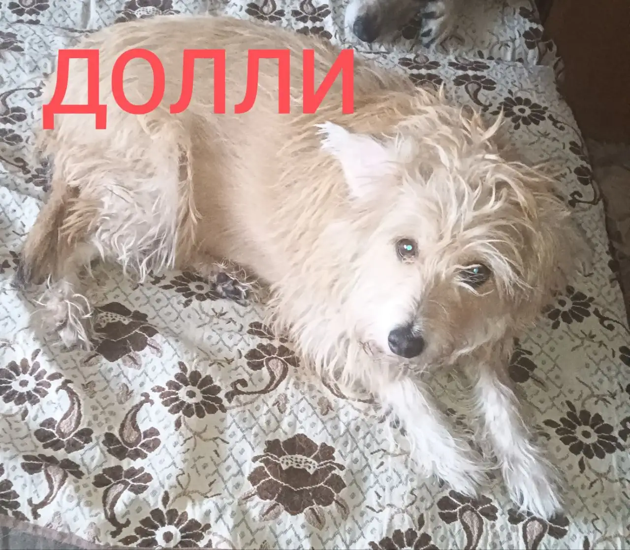 Срочно нужен инсулин протафан для диабетика - Лекарства (Красота и здоровье) в Иркутск