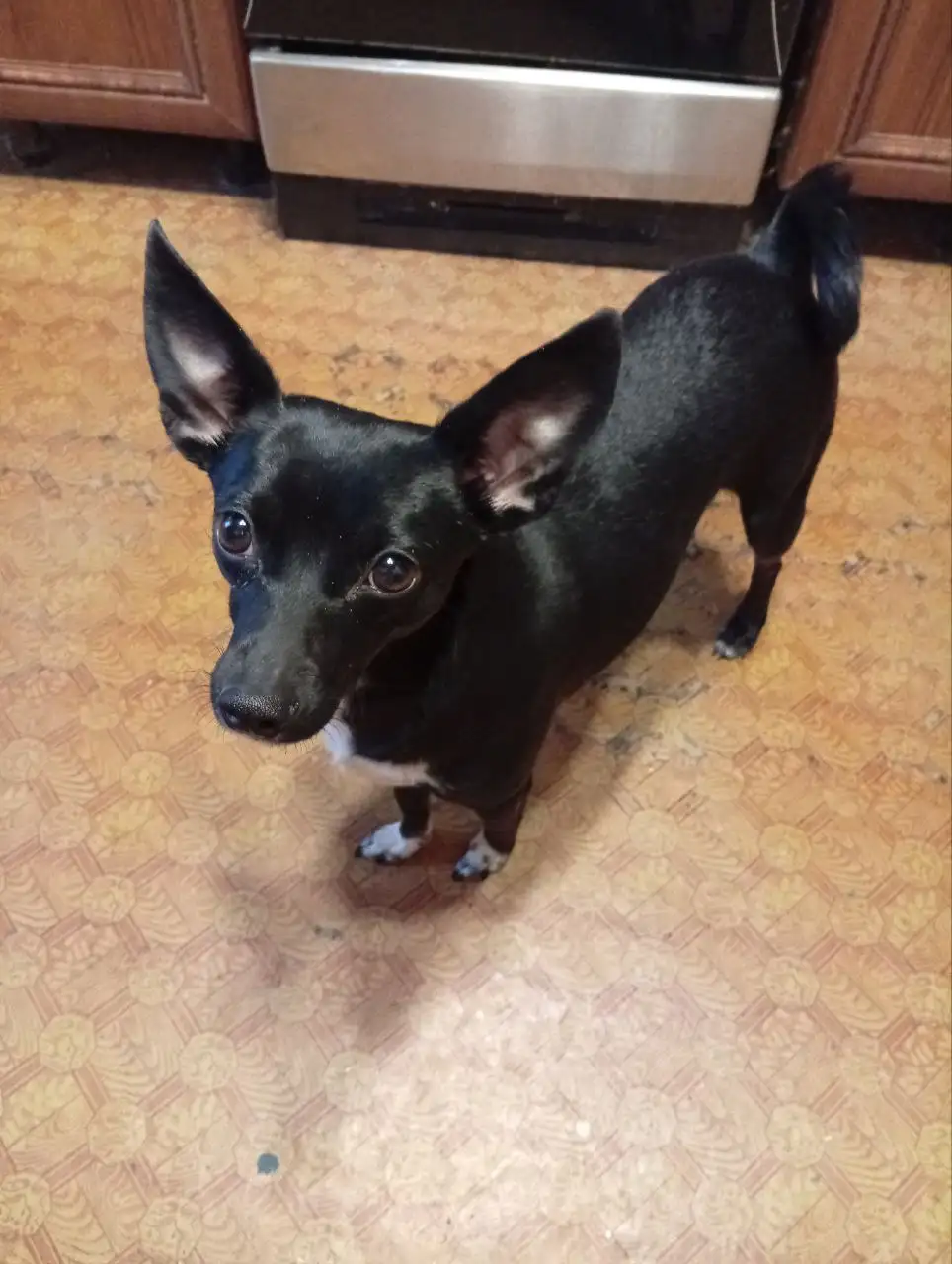 Пропала собака Боня в Иркутске - Потерянные животные (Животные) в Иркутск