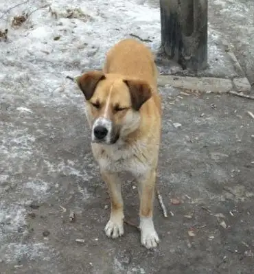 Потерянный пес в Иркутске - Собаки (Животные) в Иркутск