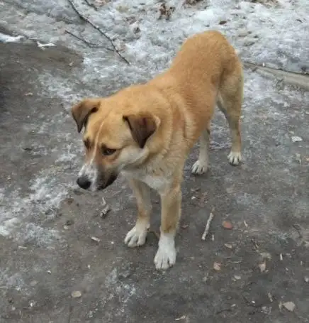 Потерянный пес в Иркутске - Собаки (Животные) в Иркутск