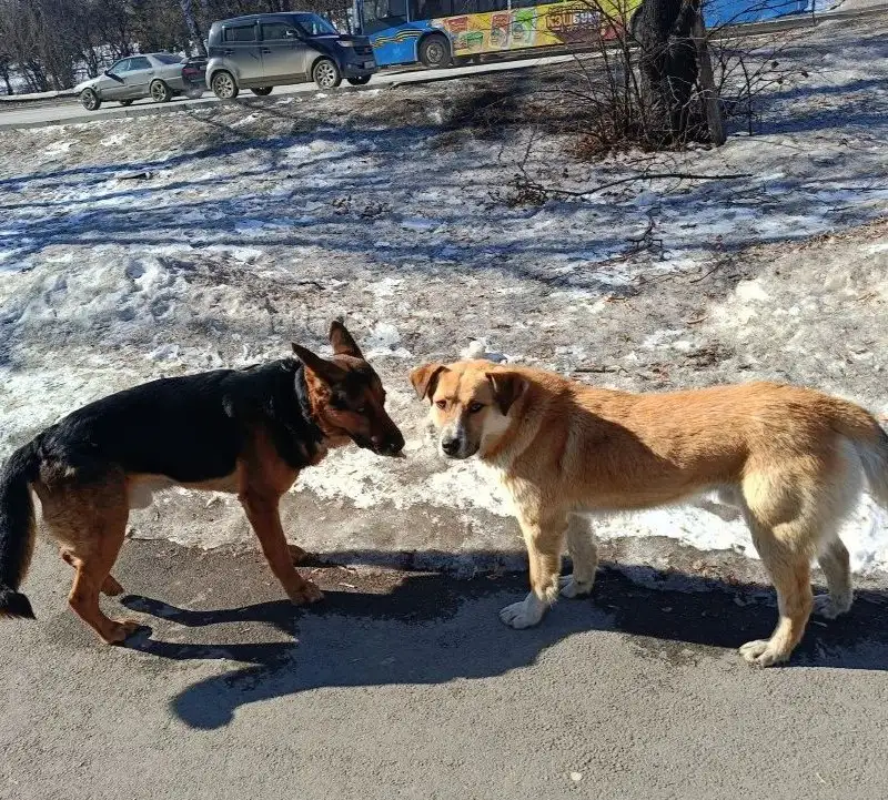Потерянный пес в Иркутске - Собаки (Животные) в Иркутск