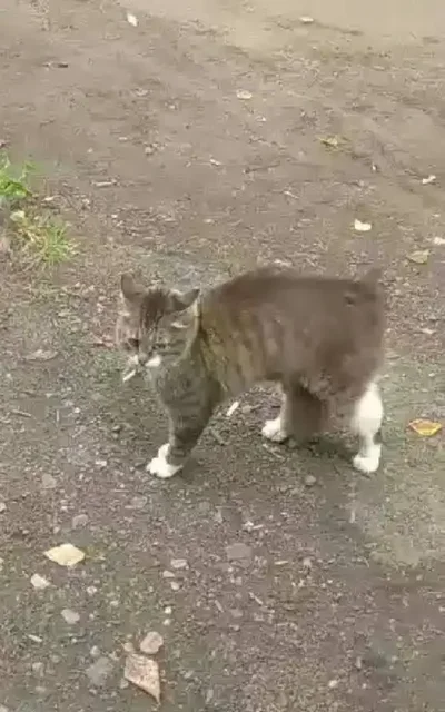 Потерялась кошка в Иркутске - Птицы в Иркутск