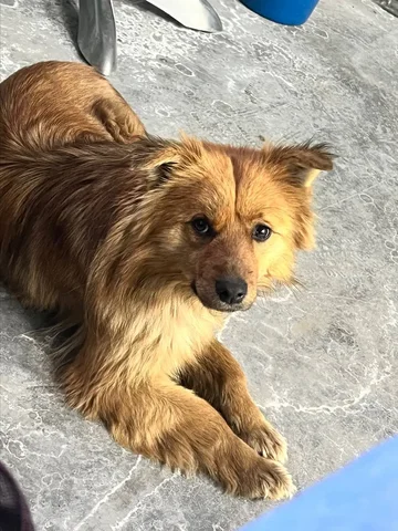 Найдена собака в районе Ново-Ленино - Птицы в Иркутск