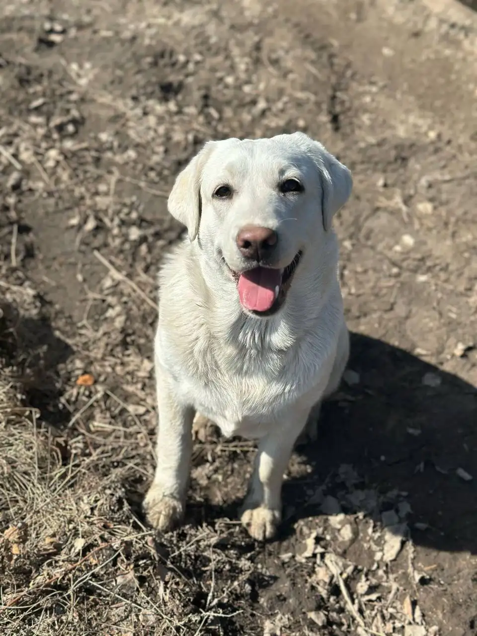 Потерялась собака Лабрадор в Шелехове - Потерянные животные (Животные) в Шелехов